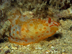 See Thru Nudi. by Paul Ng 